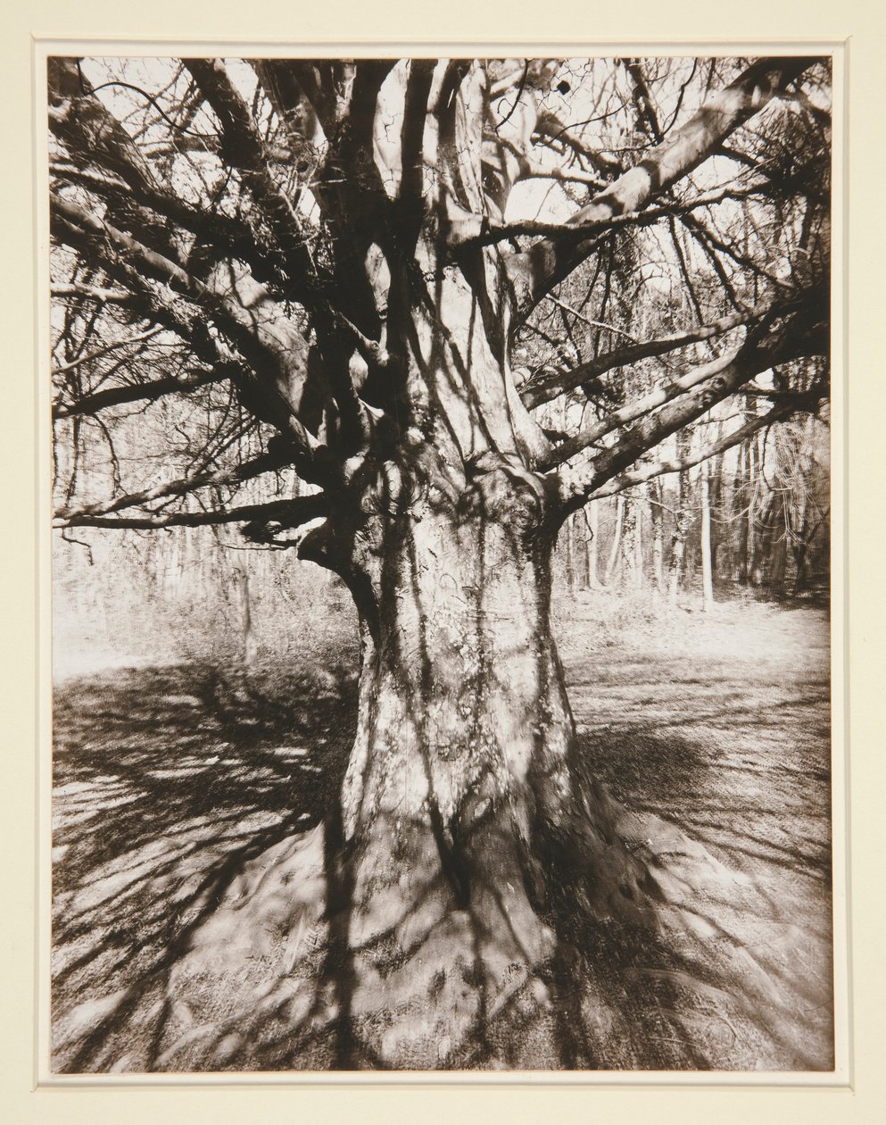 Buche von Eugène Atget