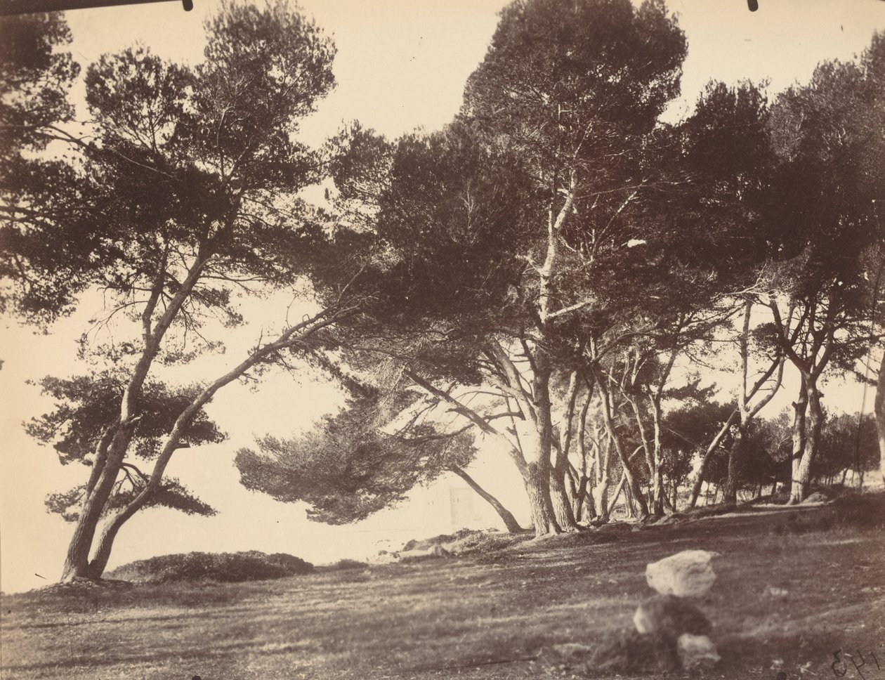 Cannes, Île Saint Honorat von Eugène Atget