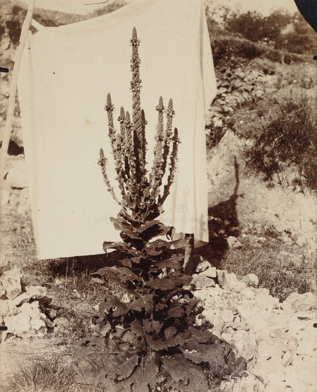 Königskerze in Blüte, um 1897-1899 von Eugène Atget