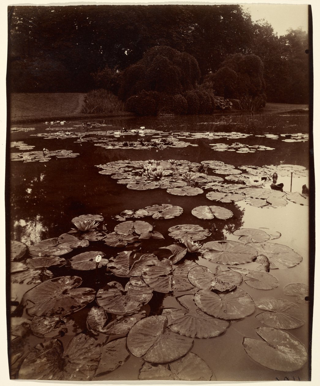 Seerosen von Eugène Atget