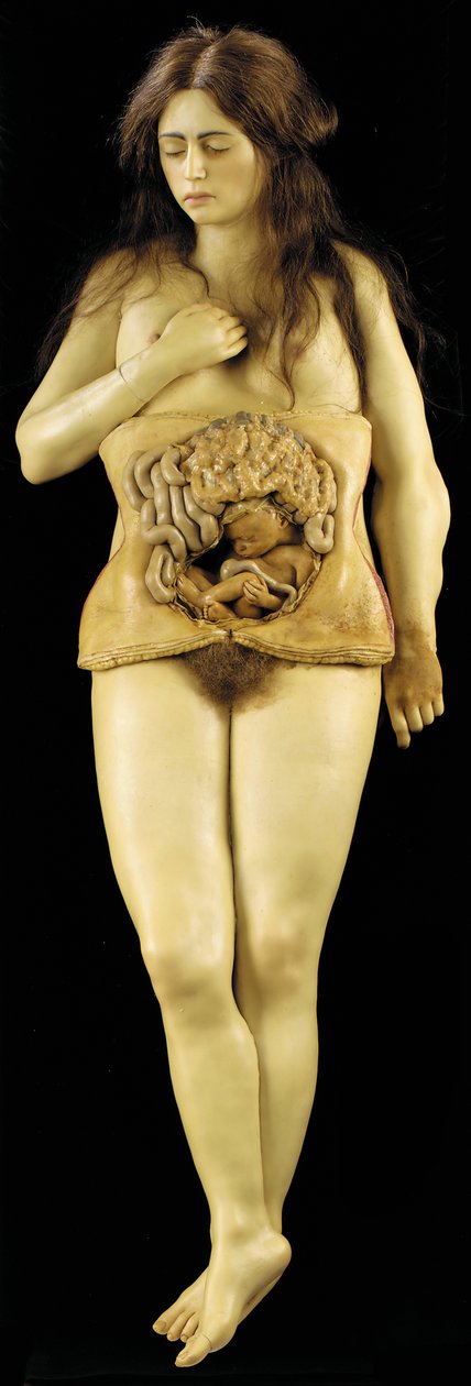 Anatomisches Modell einer Eileiterschwangerschaft von European School