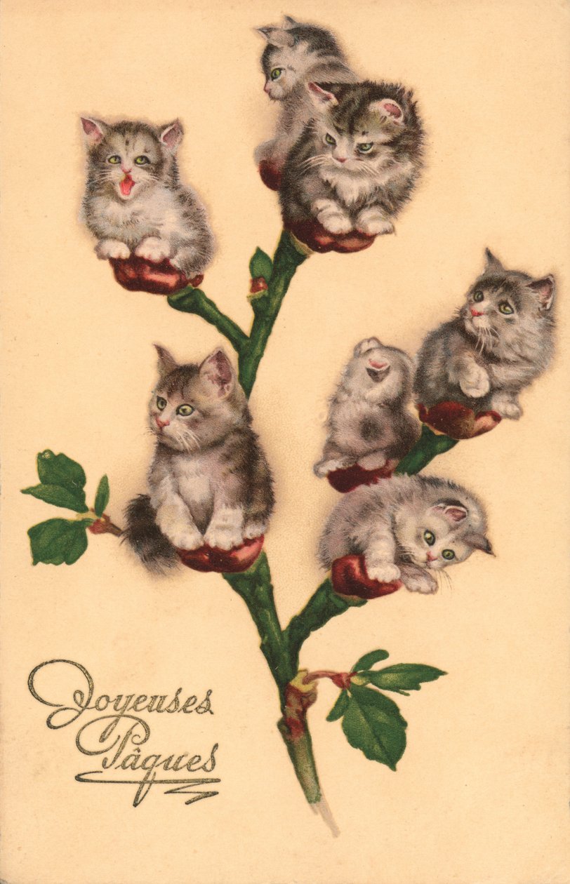 Komische Katzen, als Kätzchen von European School