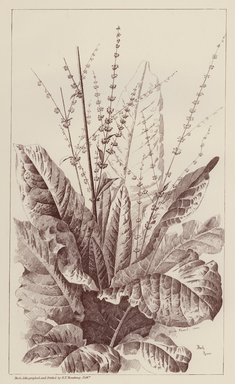 Ampfer, Rumex (Lithografie) von European School