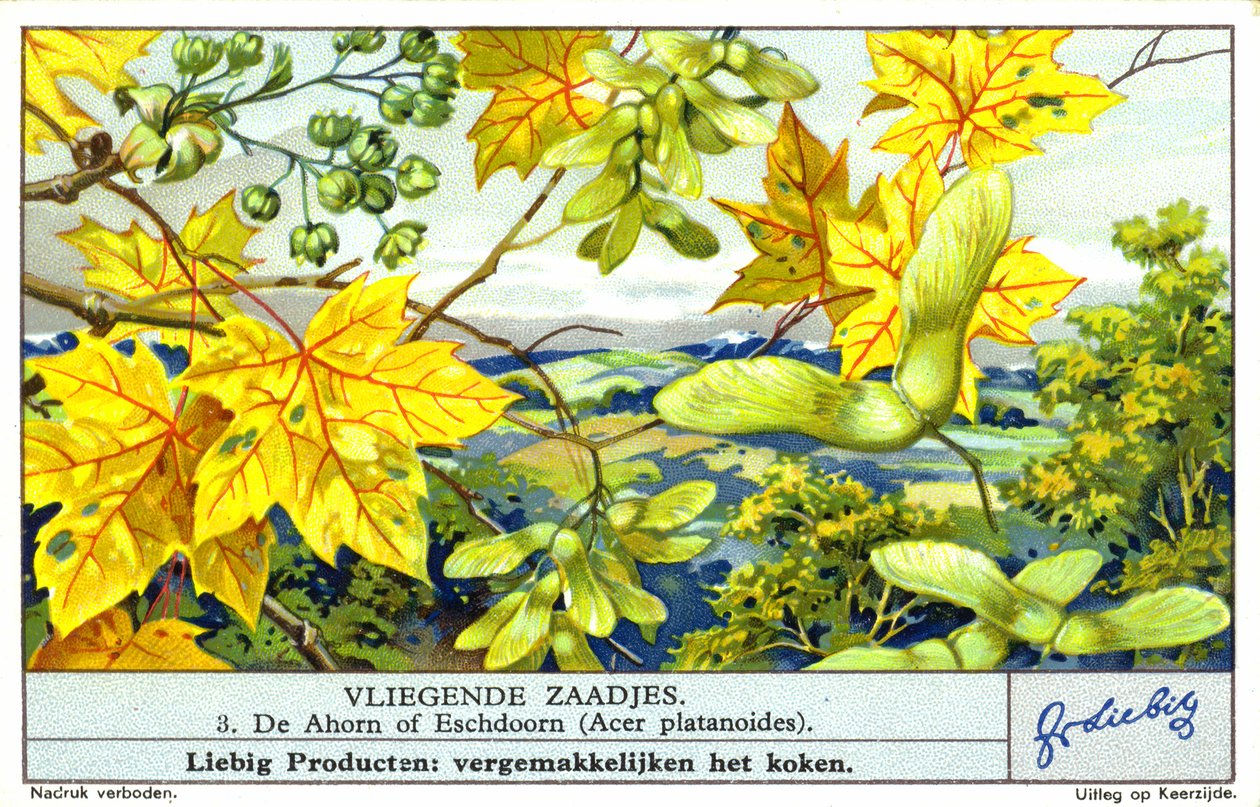 Spitzahorn (Acer platanoides) (Chromolithografie) von European School