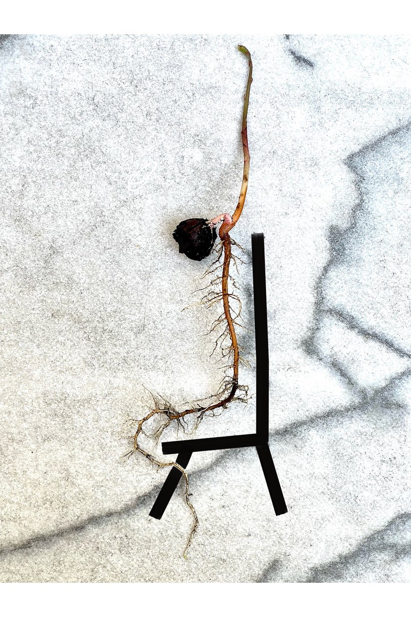 AcornSpine von Evan Sklar