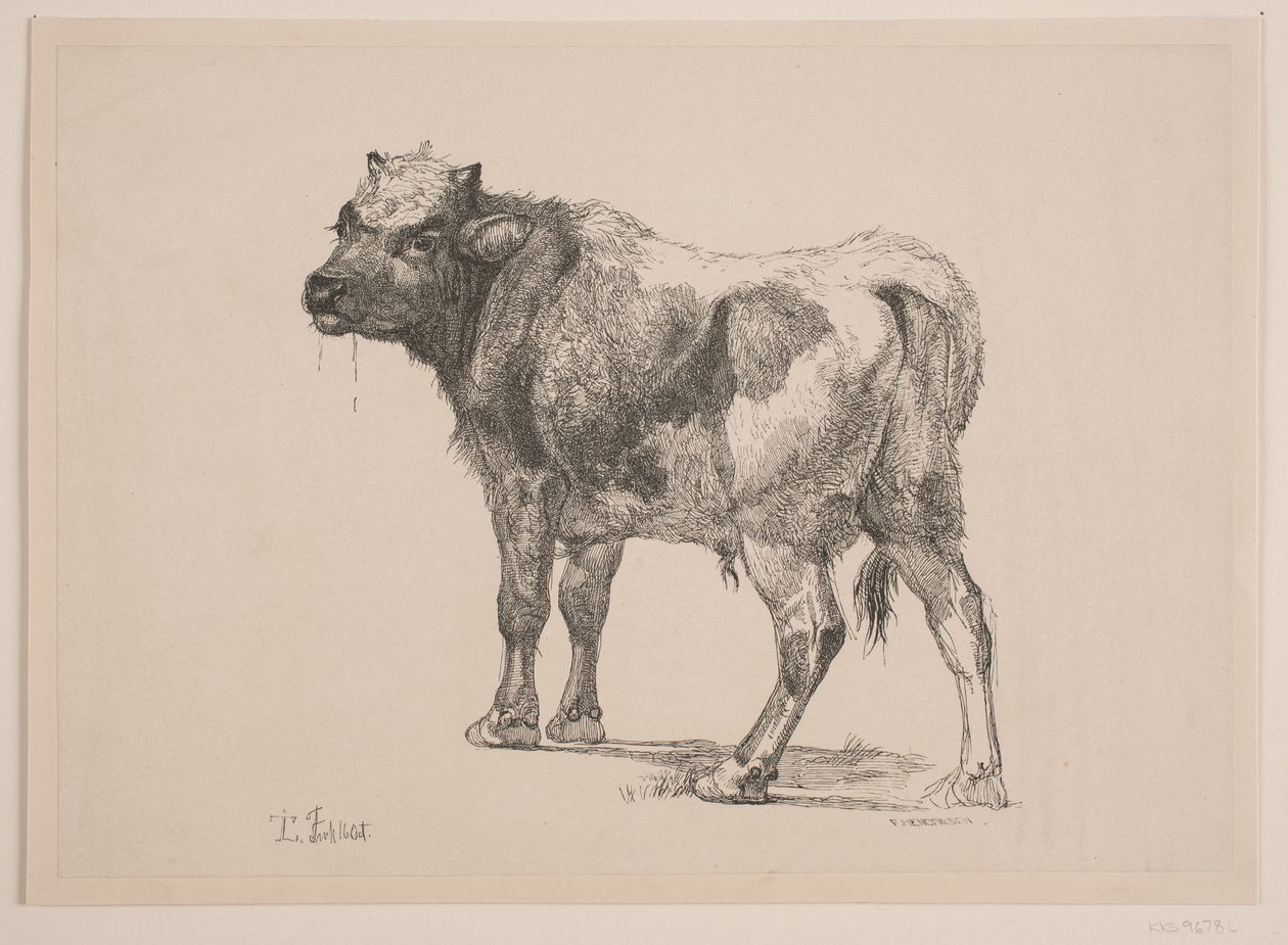 Stehendes Kalb von F. Hendriksen