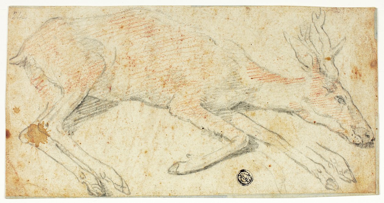 Liegender Hirsch von Federico Zuccaro