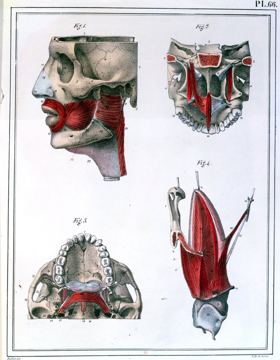 Anatomie des Rachens und Kiefers, aus 