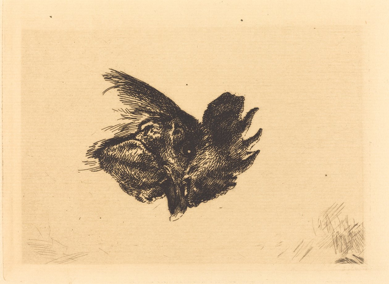 Kopf eines Hahns von Felix Bracquemond