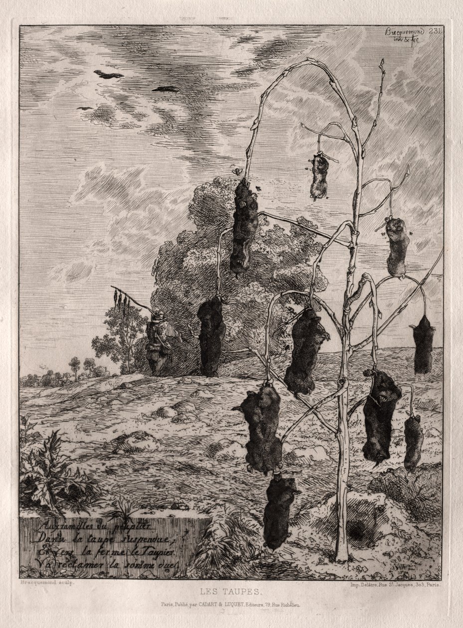 Maulwürfe von Felix Bracquemond