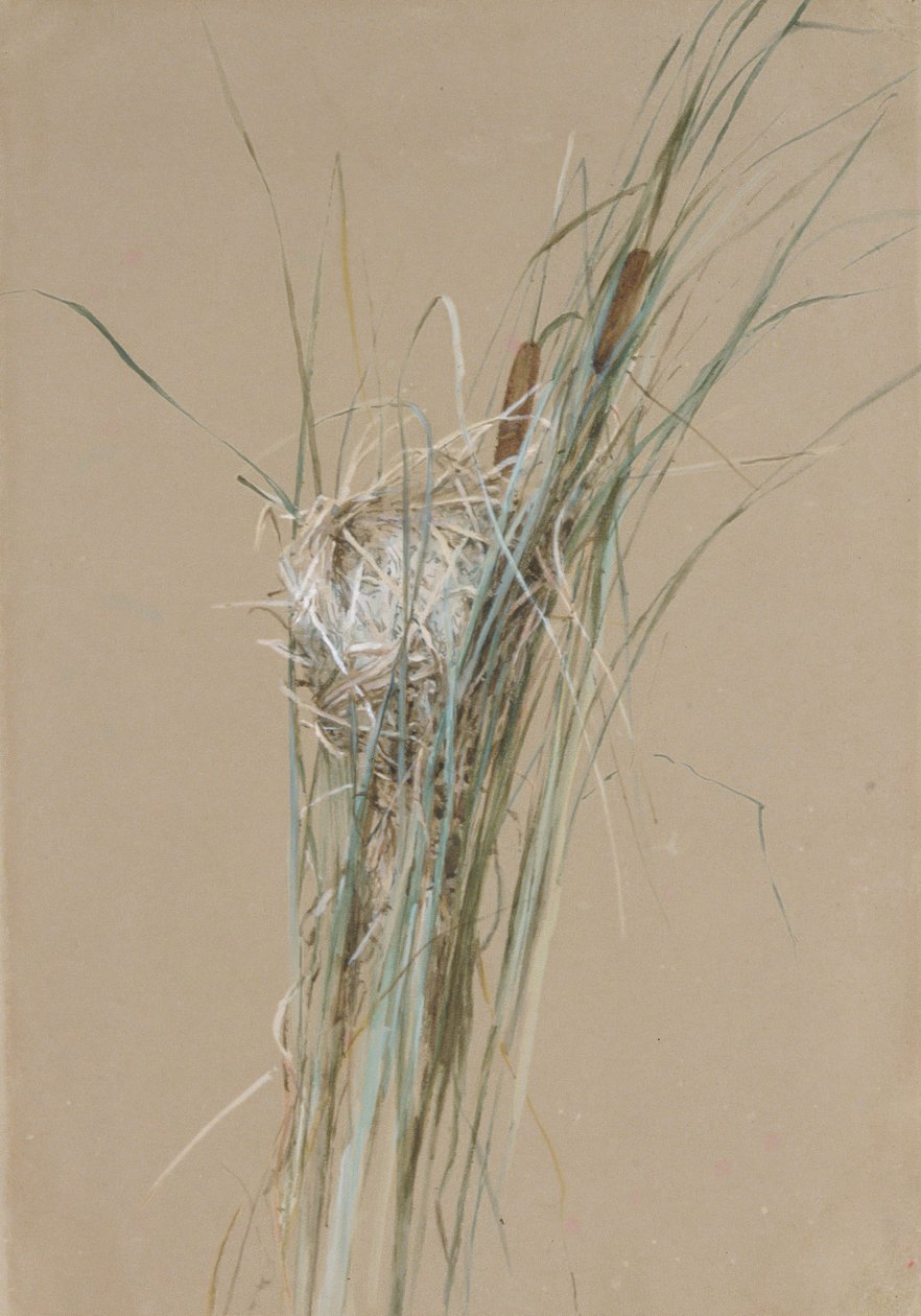 Vogelnest in Rohrkolben, ca. 1875 von Fidelia Bridges