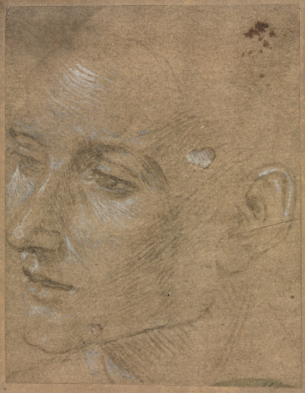 Kopf eines jungen Mannes von Filippino Lippi