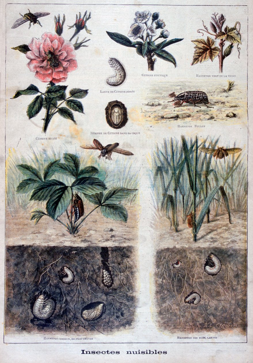 Schädliche Insekten, 1897 von Fortuné Méaulle
