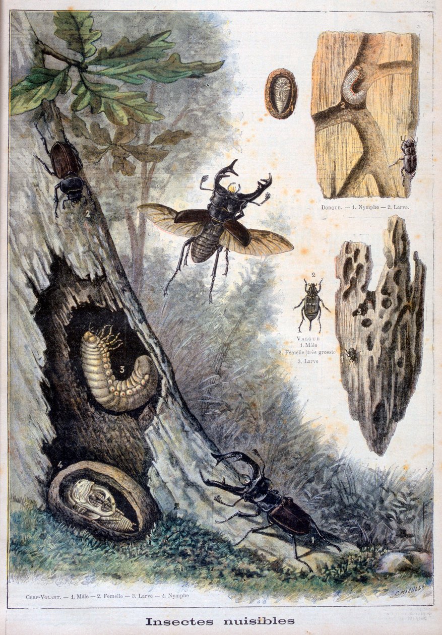 Schädliche Insekten von Fortuné Méaulle