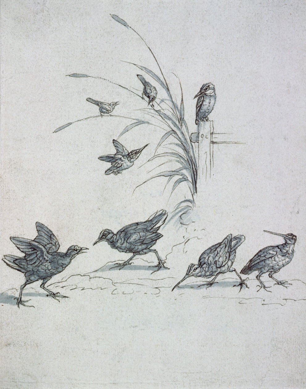 Eisvögel, Brachvogel und andere Vögel, 17. Jahrhundert (Zeichnung) von Francis Barlow