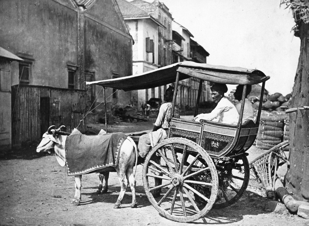 Bombay Hackerry, ca. 1875 von Francis Frith