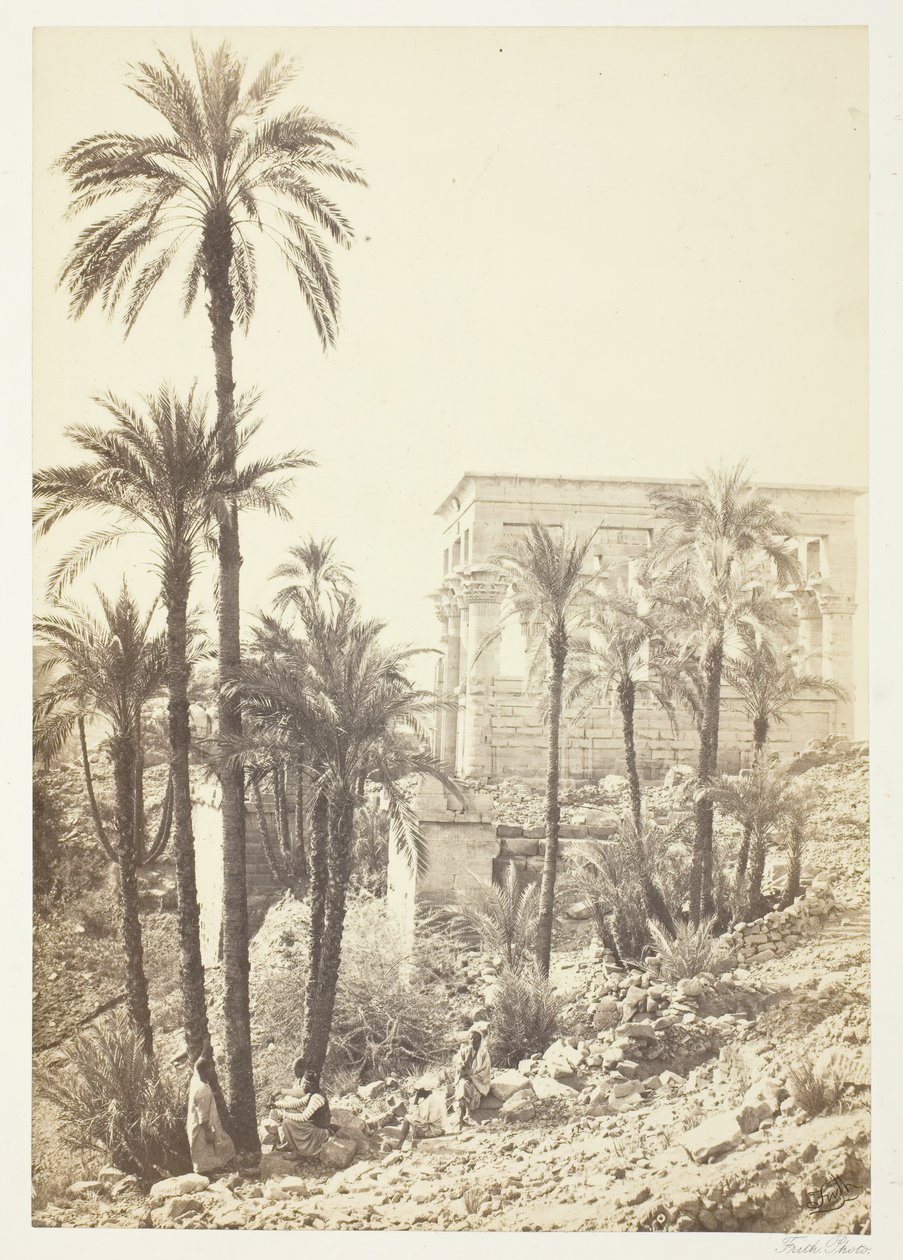 Gruppe von Palmen von Francis Frith