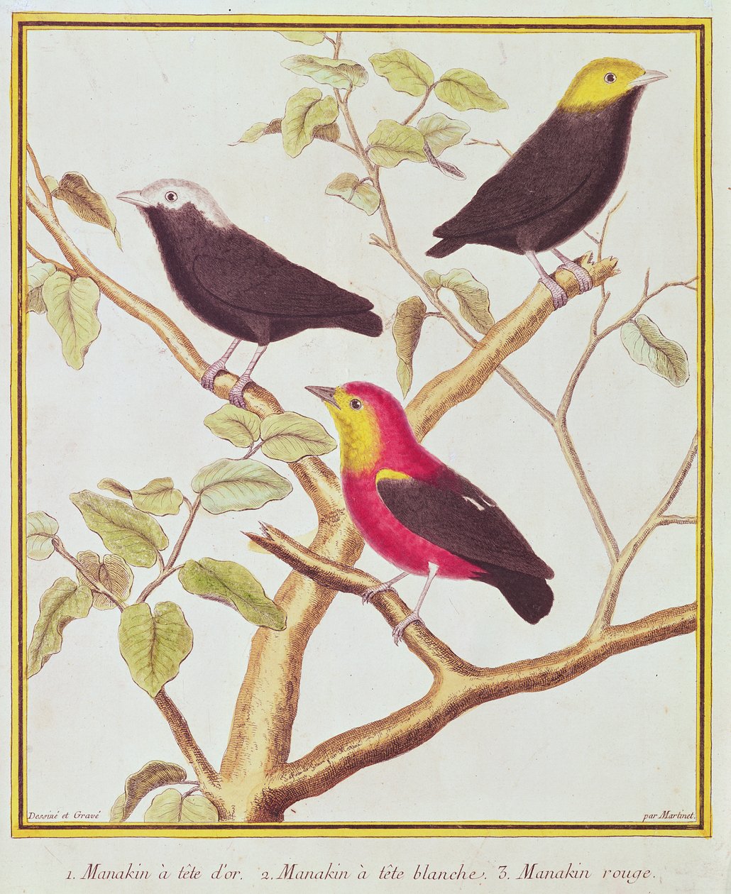 Manakins von Francois Nicolas Martinet