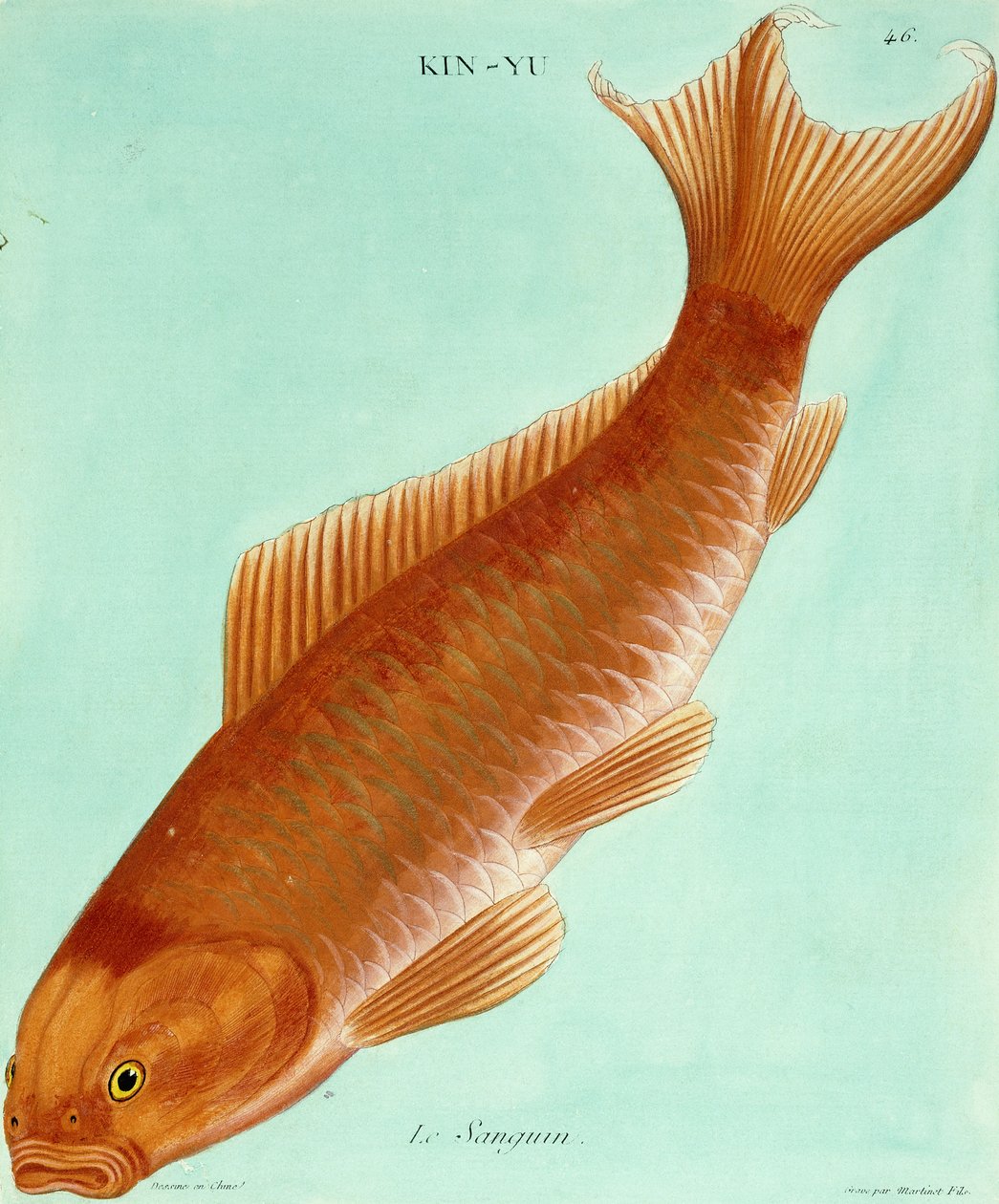 Le Sanguin von Francois Nicolas Martinet