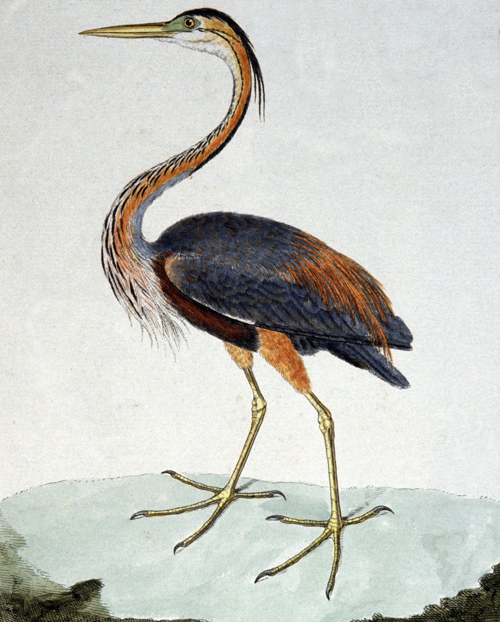 Purpurreiher von Francois Nicolas Martinet