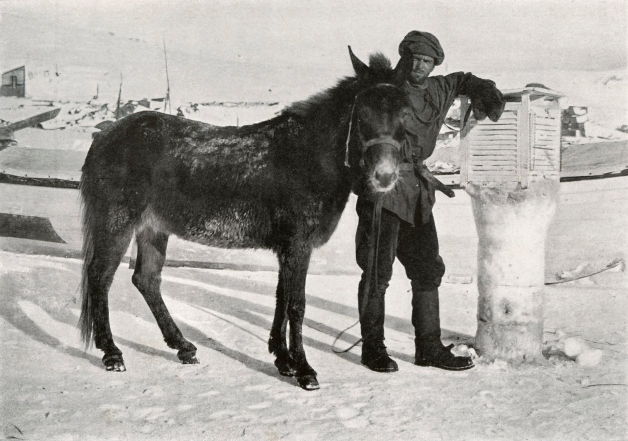 Gran mit Maultier Lal Khan, ca. 1911, 1913 von Frank Debenham