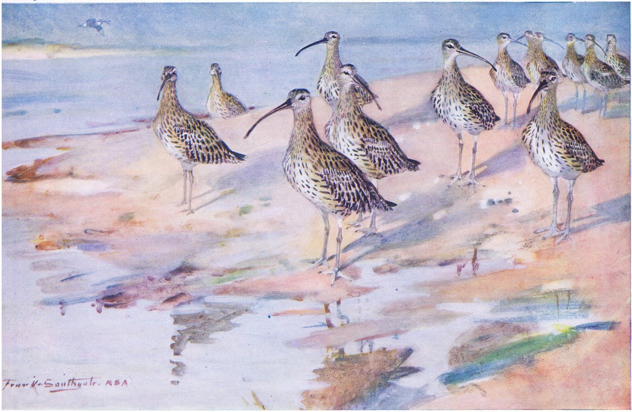 Brachvögel am Blakeney Point von Frank Southgate