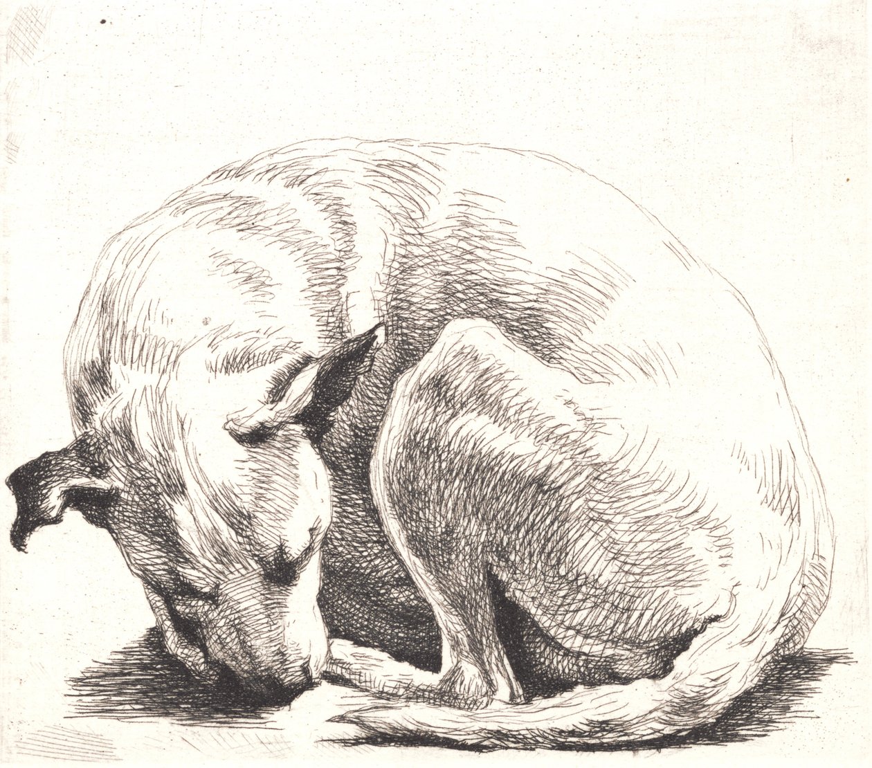 Probeplatte: Ein Hund von Frans Schwartz