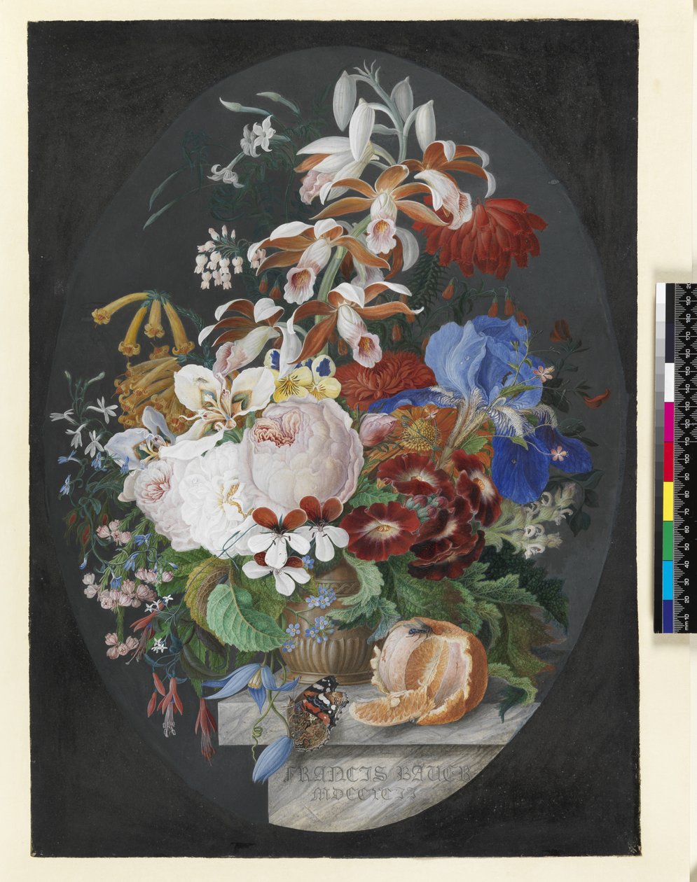 Auf einem Marmorsims, eine geschälte Orange und ein dekorierter brauner Topf mit Blumen, darunter Rosen, Pelargonien, tropische Orchideen, krautige Clematis mit einem Admiral-Schmetterling, 1792 von Franz Andreas Bauer