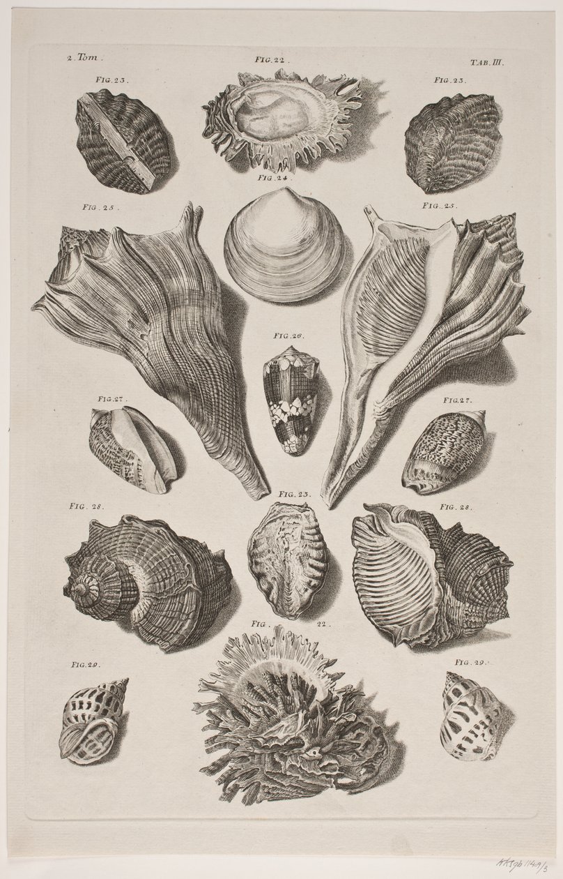 Tafel mit Muscheln. Tafel 3. von Franz Michael Regenfus