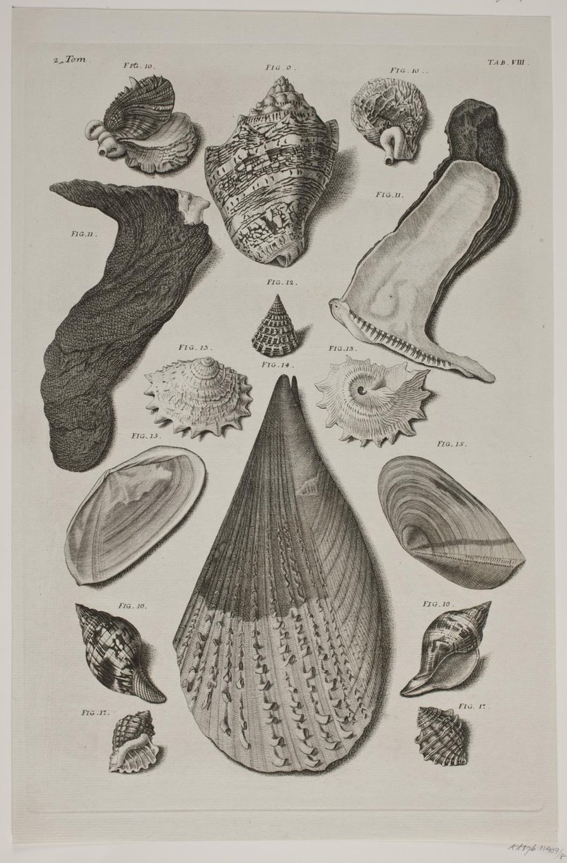 Tafel mit Muscheln. Tafel 8. von Franz Michael Regenfus