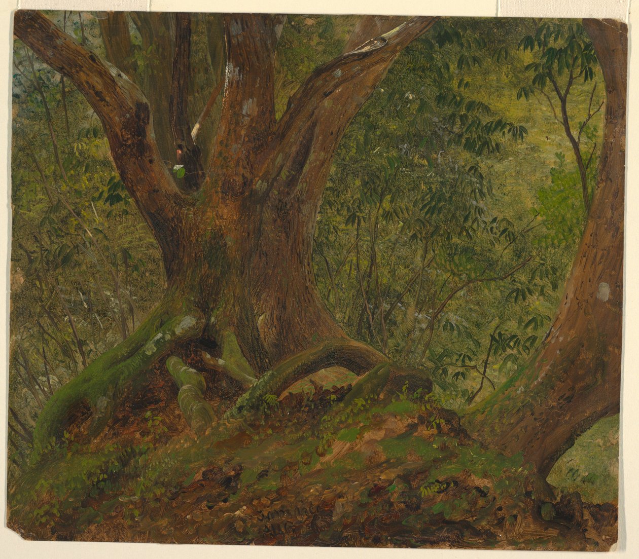 Im Wald, Jamaika von Frederic Edwin Church