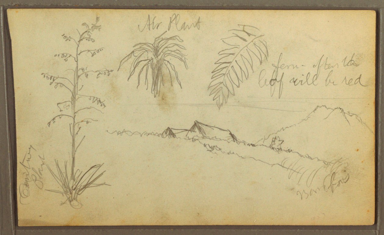 Botanische Skizzen, 1857 von Frederic Edwin Church