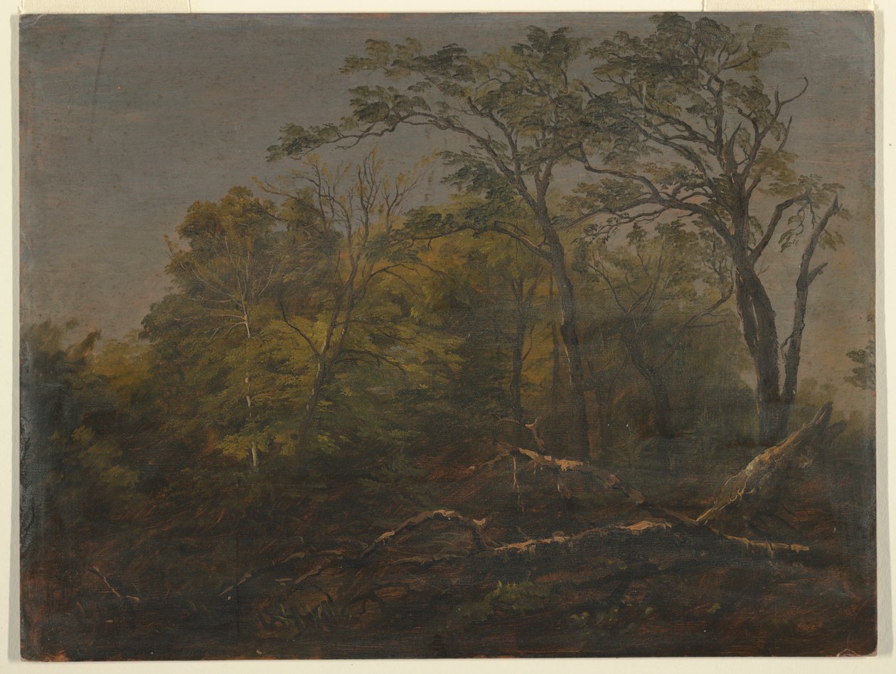 Zeichnung, Wälder von Maine, 1845-55 von Frederic Edwin Church