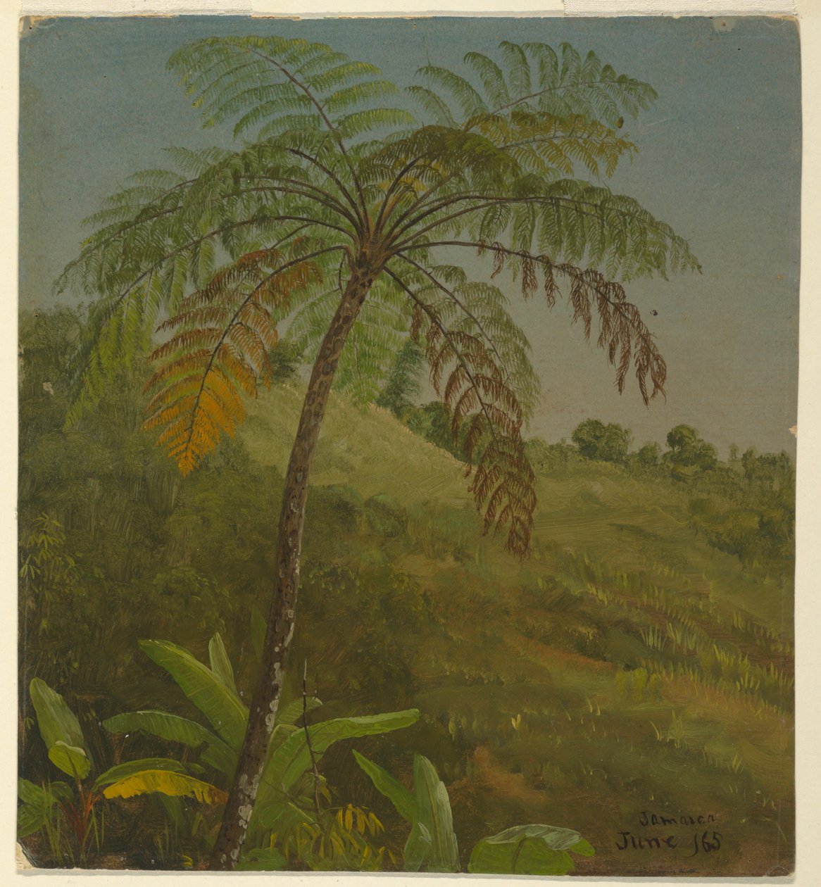 Palmenbaum, Jamaika, Juni 1865 von Frederic Edwin Church
