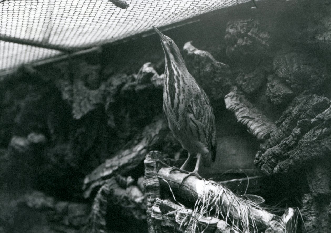Ein Rohrdommel im Londoner Zoo, Juni 1922 von Frederick William Bond