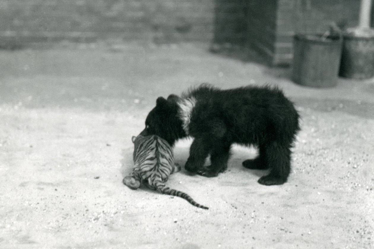 Ein Braunbärenjunges spielt mit einem Tigerjunges im Londoner Zoo, April 1914 von Frederick William Bond