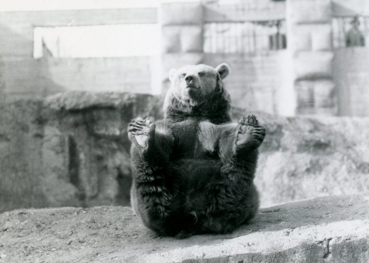 Ein Braunbär sitzt und hält seine Hinterfüße mit seinen Pfoten, Mappin Terraces, London Zoo, August 1921 von Frederick William Bond