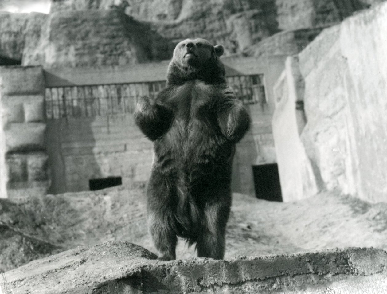 Ein Braunbär steht aufrecht auf seinen Hinterbeinen, Mappin Terraces, London Zoo, August 1921 von Frederick William Bond