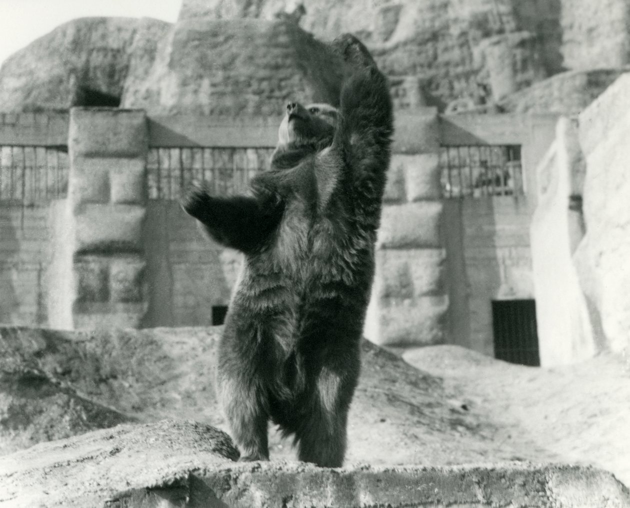 Ein Braunbär steht aufrecht auf seinen Hinterbeinen und streckt sich zum Himmel, Mappin Terraces, London Zoo, August 1921 von Frederick William Bond