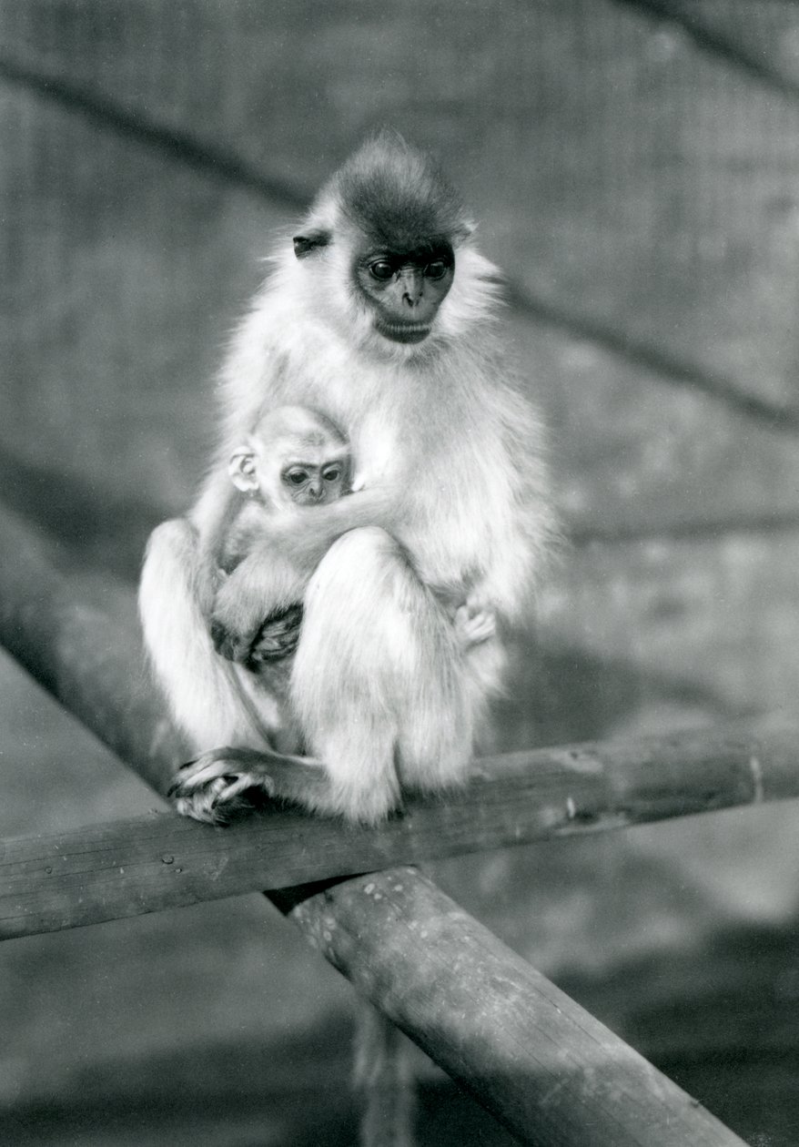 Ein Kappenlangur hält ein Baby, während er auf einem Balken sitzt, London Zoo, 11. November 1913 von Frederick William Bond