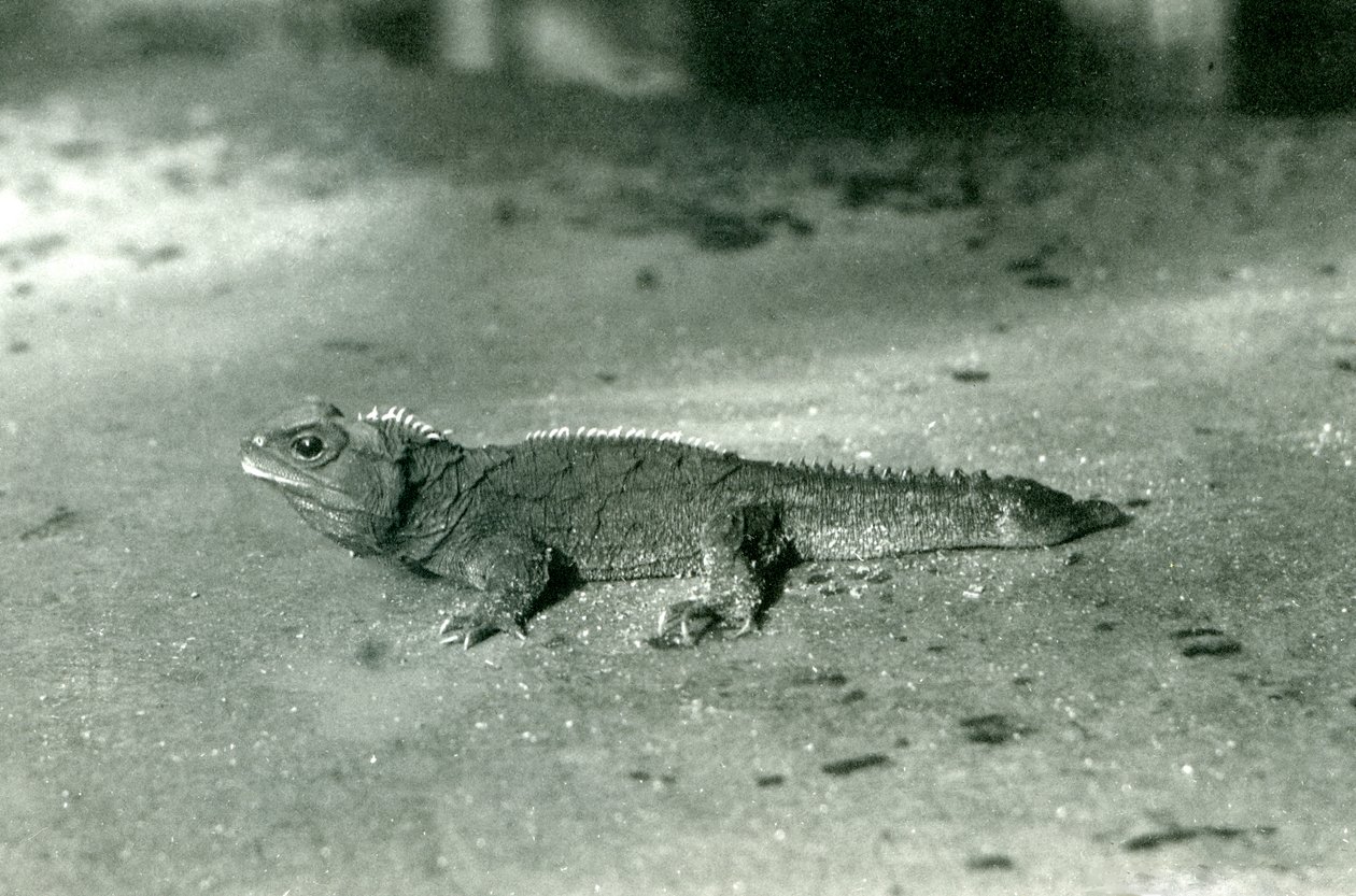 Eine Cook Strait oder nördliche Tuatara im Londoner Zoo, ca. 1923 von Frederick William Bond