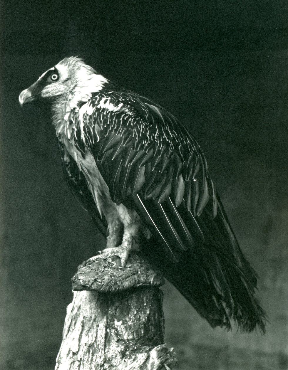 Ein Bartgeier im Londoner Zoo, Juni 1914 von Frederick William Bond