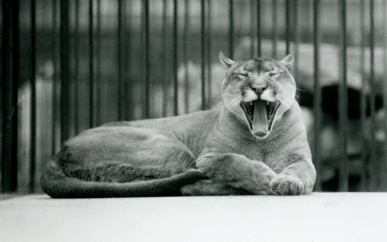 Ein gähnender Berglöwe im Londoner Zoo, 1928 von Frederick William Bond