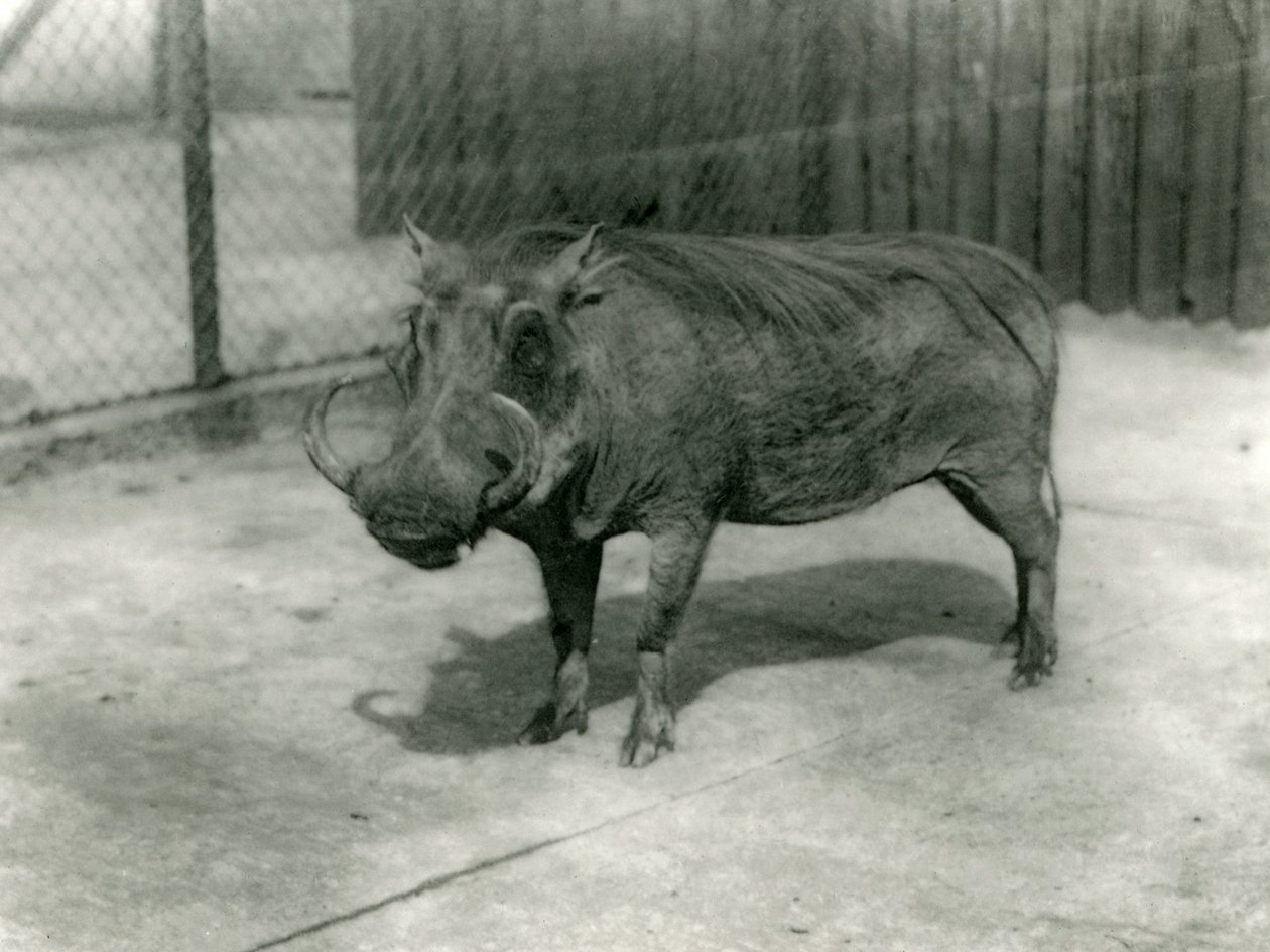 Ein Warzenschwein, Londoner Zoo, 1923 von Frederick William Bond
