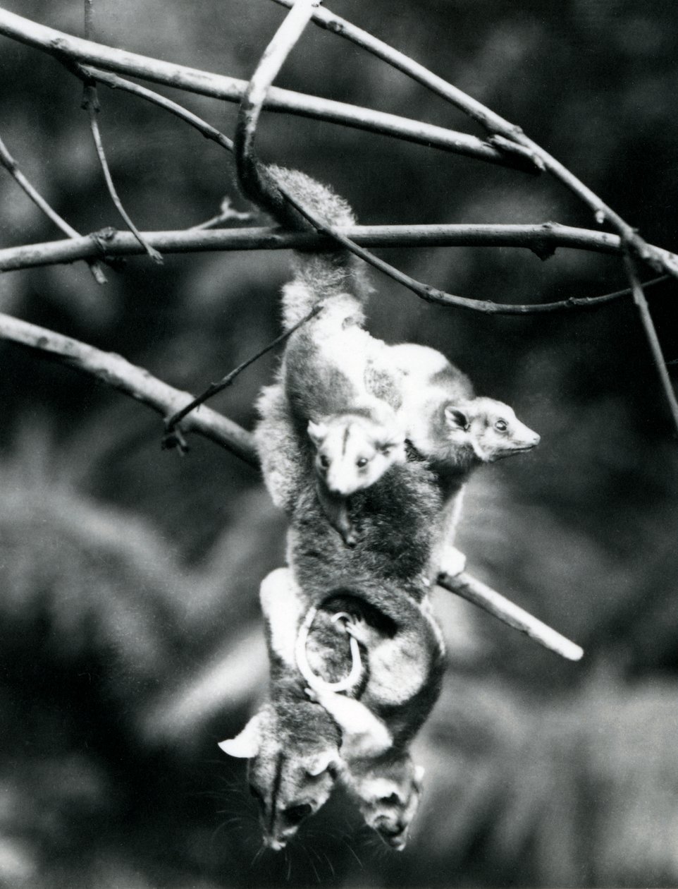 Ein Wollbeutelratte, mit ihren drei Jungen, die sich an sie klammern, hängt mit ihrem Greifschwanz von einem Ast, Londoner Zoo, September 1913 von Frederick William Bond