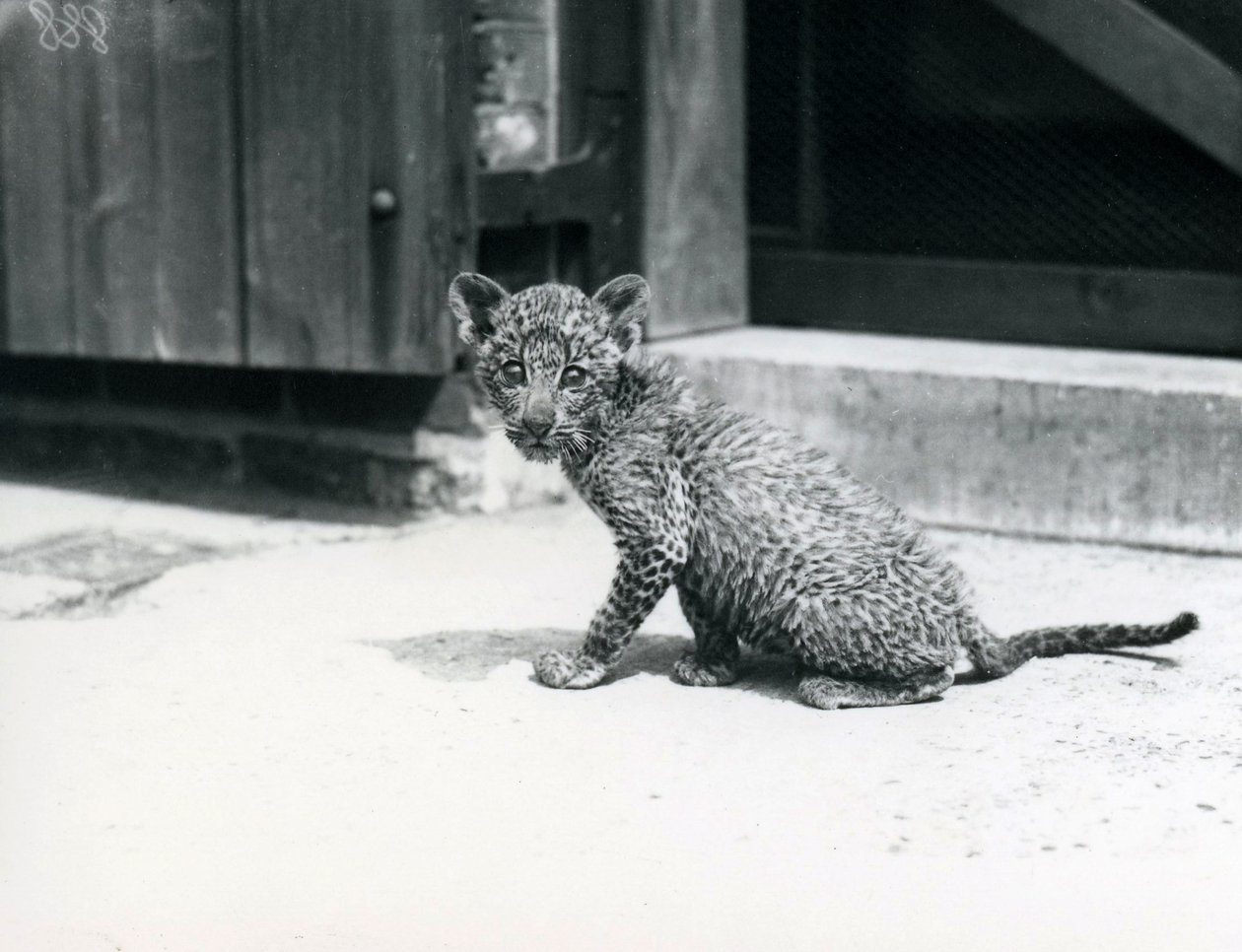 Ein Baby-Leopard im Londoner Zoo, Juni 1915 von Frederick William Bond