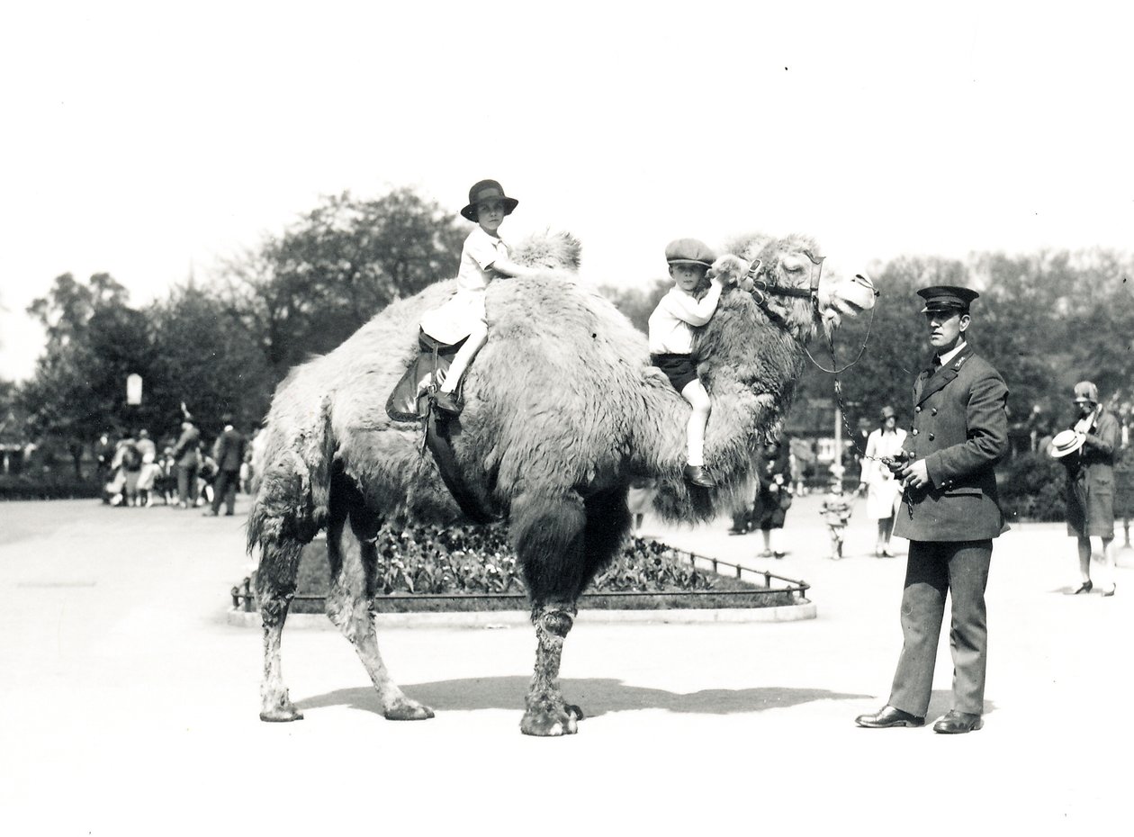 Kamelritt im ZSL London Zoo, September 1928 von Frederick William Bond