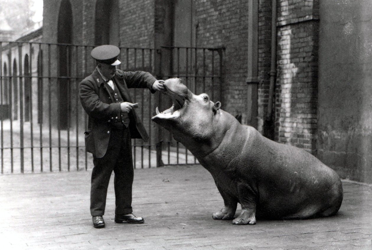 Ein Wärter, Ernie Bowman, und Bobbie das Nilpferd im Londoner Zoo, 1923 von Frederick William Bond