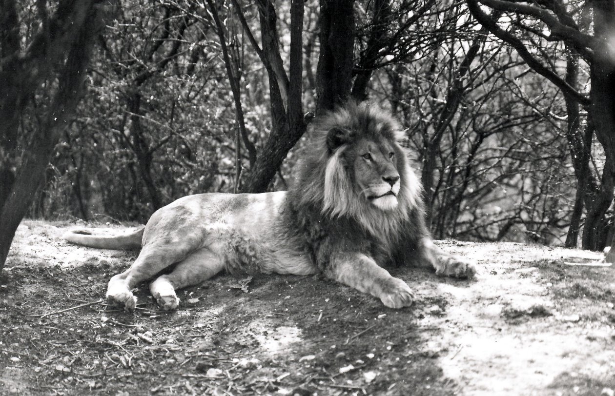 Ein liegender Löwe, fotografiert im Whipsnade Zoo, 1935 von Frederick William Bond