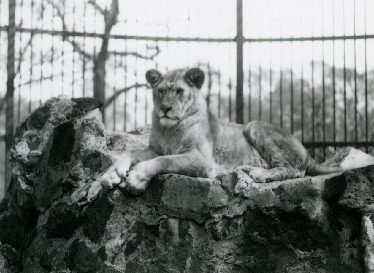 Eine Löwin liegt auf einer Mauer in ihrem Gehege im London Zoo, 1923 von Frederick William Bond